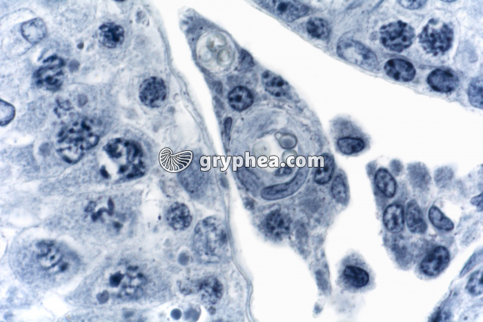 Cellules intersticielles testicule de Cobaye HF x160 - gryphea.com